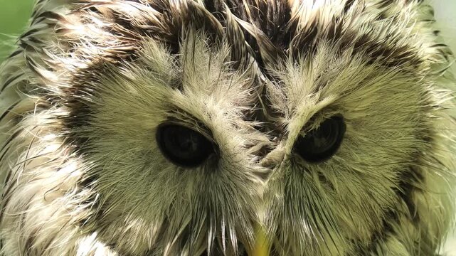 Close up of a barred owl or ural owl blinking its dark eyes while looking forward, showing change in eye position