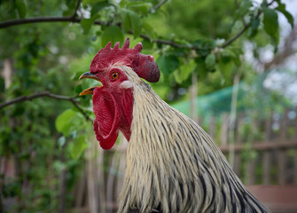 Close-up portrait of a domestic rooster in a farmyard.
