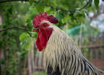 Close-up portrait of a domestic rooster in a farmyard.