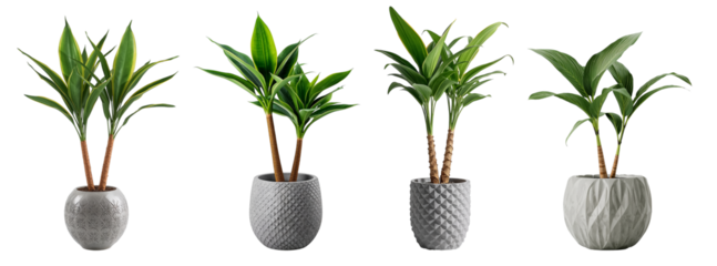 Beautiful Dracaena plant in a ceramic pot isolated on transparent background