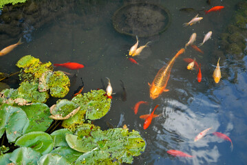 jardin japonais, ruisseau, poisson rouge