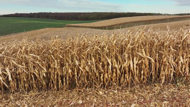 Expansive golden cornfield with dry stalks swaying gently in the breeze, surrounded by lush green hills and a clear sky, highlighting the essence of rural agricultural beauty