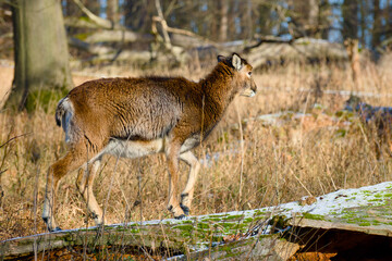 Female mouflon walking along a snow-covered log