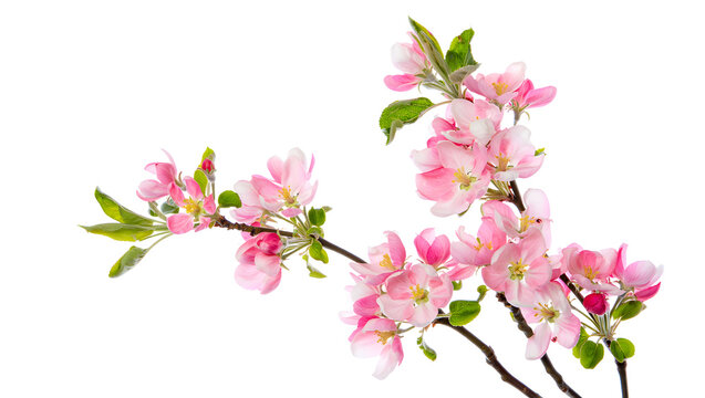 Delicate pink apple blossoms on a branch, blooming in spring against a white background.