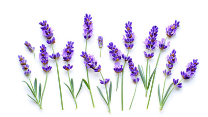 Obraz premium Fresh purple lavender flowers isolated on a white background, flat lay composition.