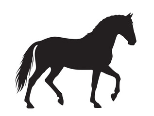 Fototapeta premium Andalusian horse in silhouette white background.