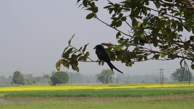 Black Drongo Perched on Tree Over Vibrant Yellow Mustard Field