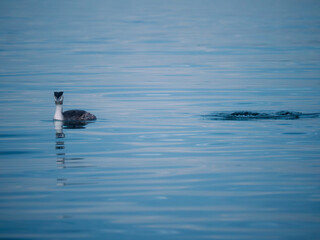 Fototapeta premium duck in the water