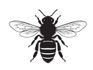  Carniolan Honey Bee in silhouette white background.