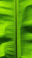 Close up of a fresh green banana leaf texture with water droplets