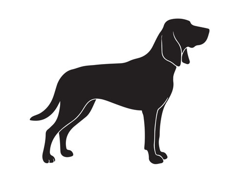 Foxhound in silhouette white background.