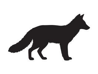 Gray Fox in silhouette white background.