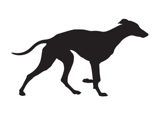 Greyhound in silhouette white background. 