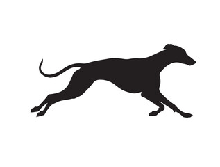 Greyhound in silhouette white background.