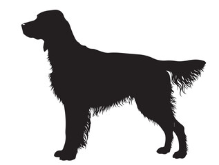 Irish Setter in silhouette white background.