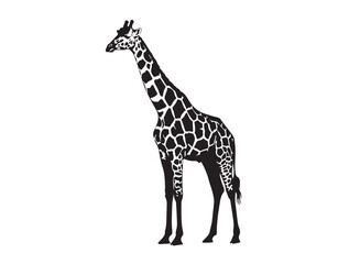 Masai Giraffe in silhouette white background.