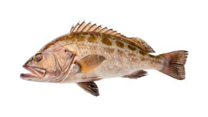 European sea bass on transparent background.