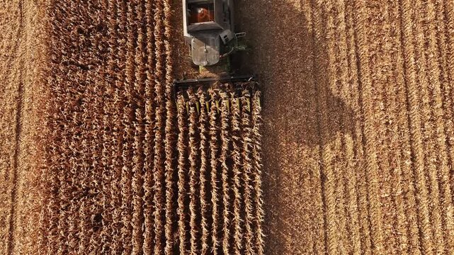 Aerial view of agricultural machinery efficiently harvesting corn in a golden field, surrounded by rows of crops and the natural beauty of rural landscapes during the harvest season