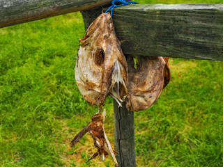 Cod heads naturally dried, close up. Icelandic Stockfish - unsalted, de-hydrated fish hanging on a wooden rack. Resulting product export to Nigeria as sources of protein. Iceland, Reykjanes Peninsula.