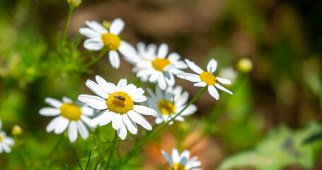 Pharmaceutical chamomile flowers growing in nature. Medicinal plant