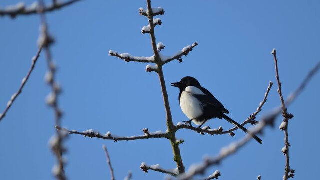 Black-billed Magpie oberving perched on a snow-covered cherry tree branch with a Common Starling flying in the background in winter. Pica pica, Prunus avium, r&eacute;gion Centre, France, Europe