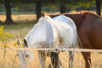 Farm animals plagued by flies highlighting the concept of summer nature.