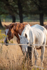 White and brown horses standing together highlighting the concept of friendship.