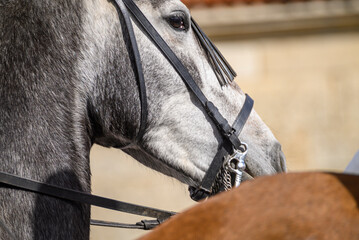 Close up of dapple gray horse profile. The Concept of Animal Beauty.