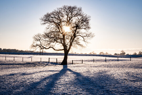 Late afternoon sun shining through the branches of a tree in a snowy field
