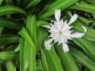 Beautiful white spider lily flower blooming amidst lush green leaves. ideal for gardening, botanical, or wellness-themed content