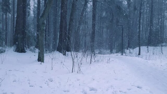 Desolate wintry landscape with empty snowbound trail among snow covered fir trees and bare deciduous trees in snowy forest or park at winter dusk with heavy snowfall. No people natural background.