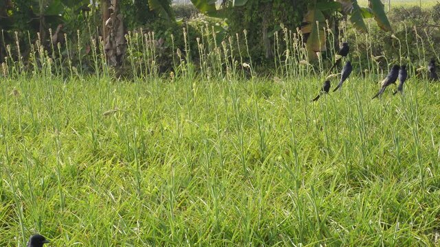 Glossy black drongos perched amid lush green fields with banana plants