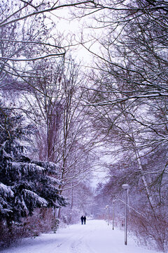Serene winter landscape with frozen river and snow covered trees, creating a calm and peaceful natural scene