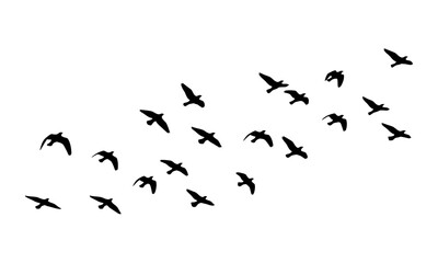A Flock of Silhouette Birds Flying in Formation Across a White Background, Representing Freedom and Migration