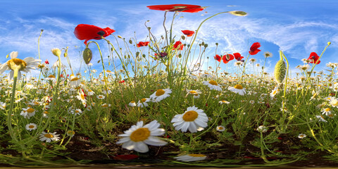 Poppies daisies meadow 360 degree panoramic view of vibrant red poppies and white daisies in a summer field under a blue sky