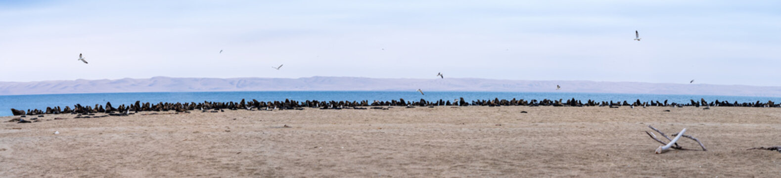 Arctocephalus pusillus, the Cape fur seal, colony in Ba&iacute;a dos Tigres Island, Angola