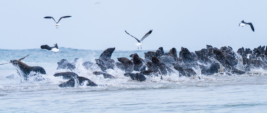 Arctocephalus pusillus, the Cape fur seal, colony in Ba&iacute;a dos Tigres Island, Angola