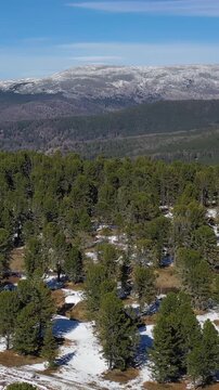 Vertical video from drone flying over  mountain cedar forest with view mount Sarlyk. Altai republic.