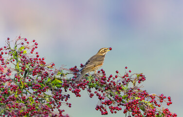 Redwing bird, Scientific name: Turdus iliacus, feasting on red Hawthorn berries in Winter.  Yorkshire Dales, UK. Facing right. Clean background.  Copy space.  Horizontal.
