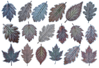 A collection of beautiful frozen winter leaves.