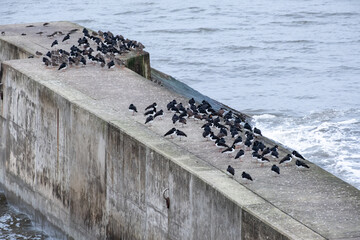 a flock of oystercatcher birds on a sea wall in the north coast of England