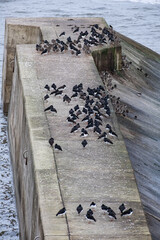 a flock of oystercatcher birds on a sea wall in the north coast of England