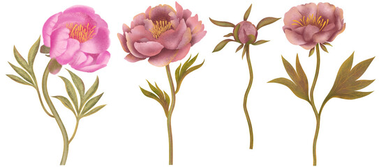 Hand drawn botanical illustration. A set of 4 illustrations of pink peonies on a stem with leaves on a white background