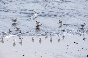Wading birds, redshanks, sandpipers on the sea shore in the North Sea in England in winter