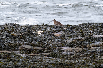 Curlew bird at the waters edge on seaweed covered rocks