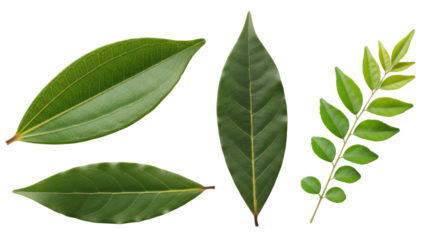 Assorted Green Leaves Isolated on Transparent Background
