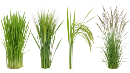 Collection of Green Grasses and Grains isolated on transparent background