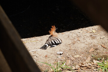  upupa comune (Upupa epops) che si riscalda al sole, in estate, mentre si pulisce le piume nella terra polverosa e secca © PhotoMet