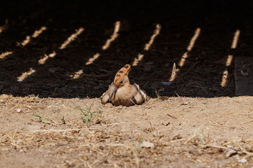  upupa comune (Upupa epops) che si riscalda al sole, in estate, mentre si pulisce le piume nella terra polverosa e secca © PhotoMet