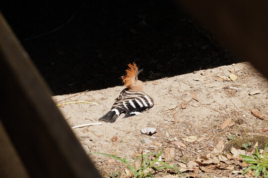  upupa comune (Upupa epops) che si riscalda al sole, in estate, mentre si pulisce le piume nella terra polverosa e secca